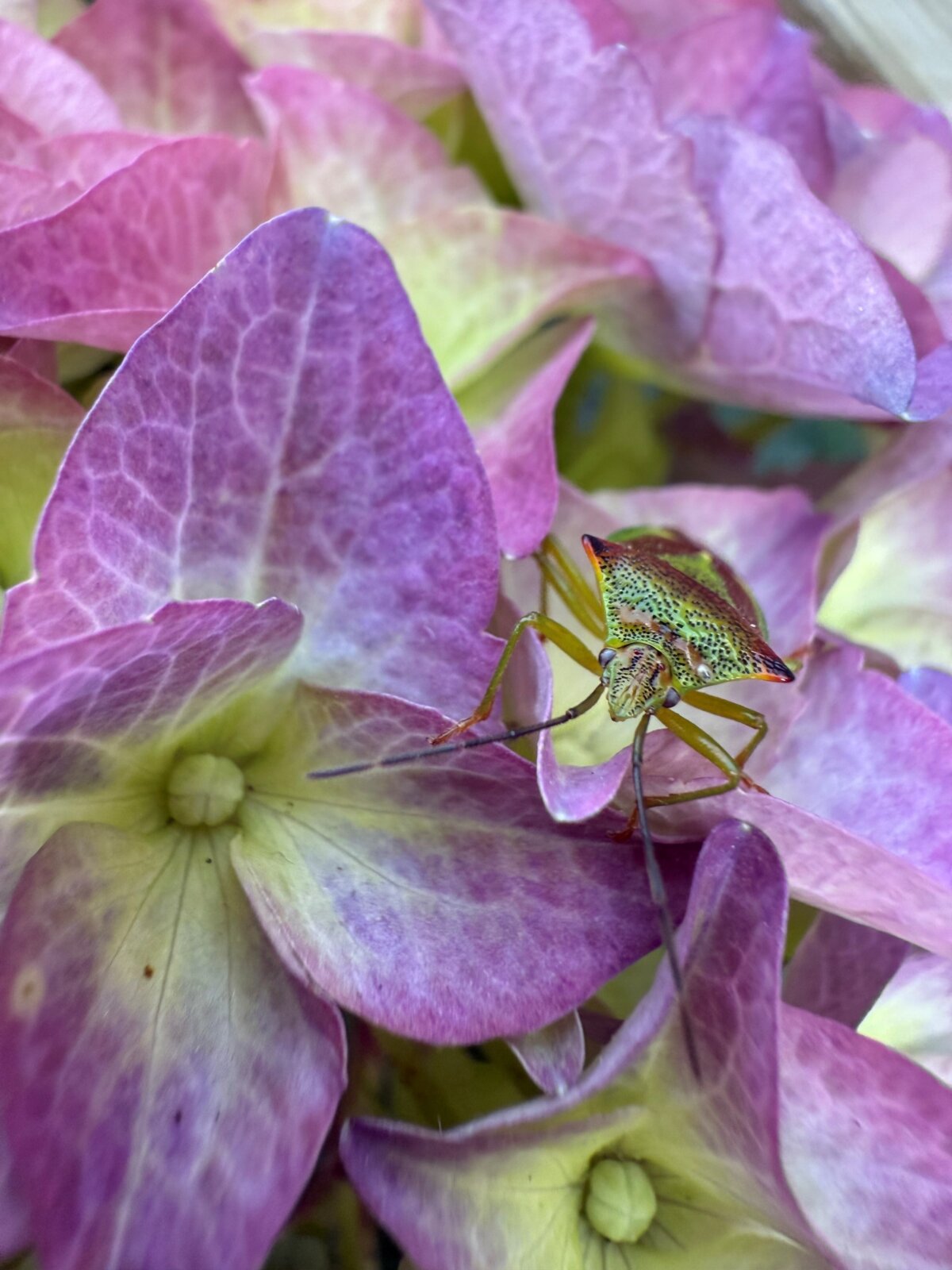 1st Place: Everly's 'Hawthorne Shield Bug'