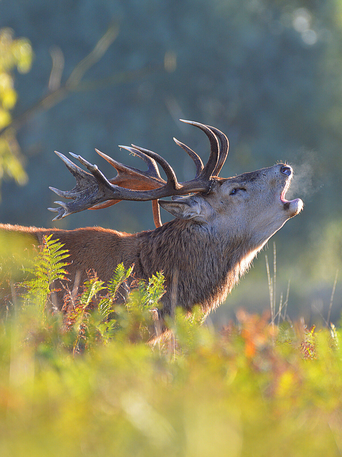 2nd Place: Nicole Clement's 'Stag'