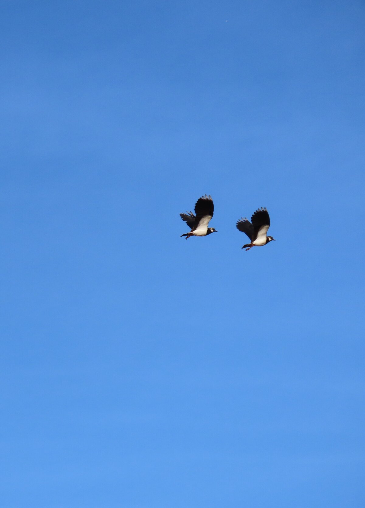 2nd Place: Grace's 'Lapwings Flying'